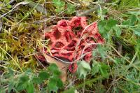Clathrus ruber