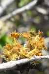 Teloschistes chrysophthalmos