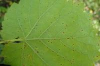 Pseudopezicula tracheiphila