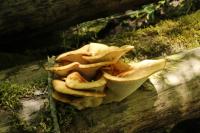 Polyporus squamosus