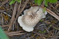 Lentinus tigrinus