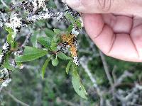 Teloschistes chrysophthalmos