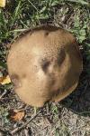 Leccinum duriusculum