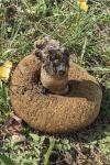 Leccinum duriusculum