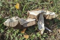 Leccinum duriusculum