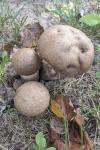 Leccinum duriusculum