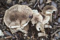 Tricholoma scalpturatum