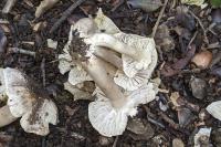Tricholoma scalpturatum