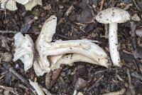 Tricholoma scalpturatum