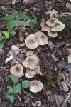 Tricholoma scalpturatum