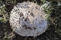 Amanita vittadinii