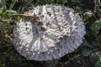 Amanita vittadinii