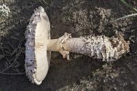Amanita vittadinii