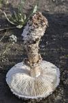 Amanita vittadinii