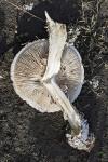Amanita vittadinii