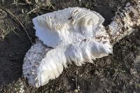 Amanita vittadinii