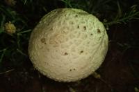 Amanita strobiliformis