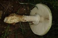 Amanita strobiliformis