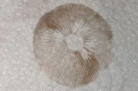 Inocybe fuscomarginata var. amicorum