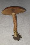 Inocybe fuscomarginata var. amicorum