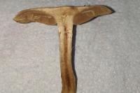 Inocybe fuscomarginata var. amicorum