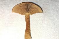 Inocybe fuscomarginata var. amicorum