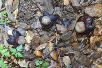 Astraeus hygrometricus