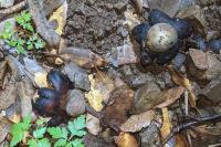 Astraeus hygrometricus
