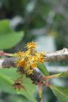 Teloschistes chrysophthalmos