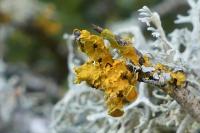 Xanthoria parietina
