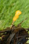 Mitrula paludosa