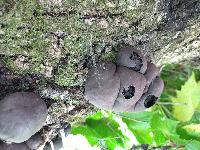 Daldinia concentrica