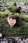 Clavicorona pyxidata