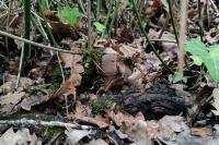 Boletus aereus