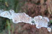 Meruliopsis corium