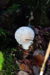 Amanita pantherina
