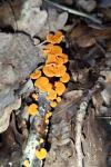 Favolaschia calocera