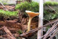 Hygrophoropsis aurantiaca