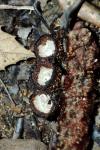 Cyathus striatus