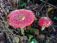 Amanita muscaria
