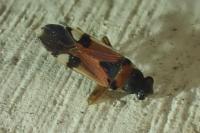 Rhyparochrominae