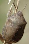 Eurygaster maura