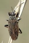 Peritrechus gracilicornis