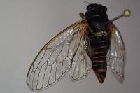 Cicadetta petryi