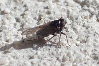 Delphacidae