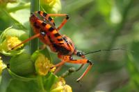 Rhynocoris iracundus / Rhynocoris cuspidatus / Rhynocoris rubricus