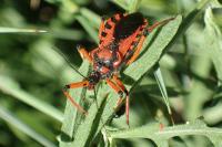 Rhynocoris iracundus / Rhynocoris cuspidatus / Rhynocoris rubricus