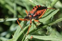 Rhynocoris iracundus / Rhynocoris cuspidatus / Rhynocoris rubricus