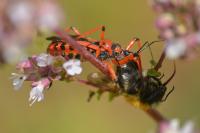 Rhynocoris iracundus / Rhynocoris cuspidatus / Rhynocoris rubricus