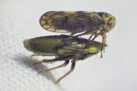 Aphrodes